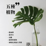 五種植物 淨化室內空氣 三羽建材